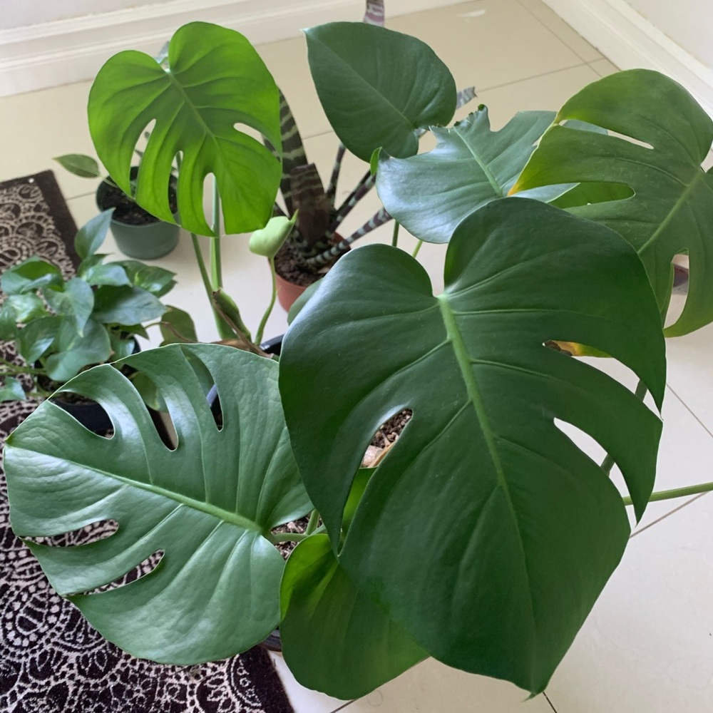 Monsters plant four stems